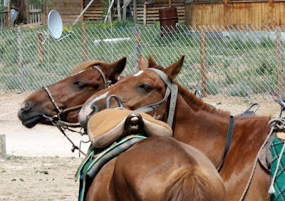 Horses in Mongolia
