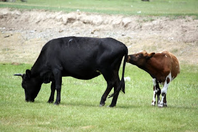 Cows in Terelj National Park in Mongolia