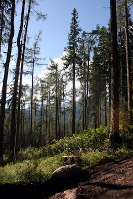 Tall trees in the High Tatras in Slovakia