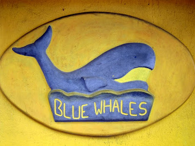 Blue Whales Bar in Nice France