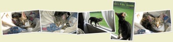View kitty pics