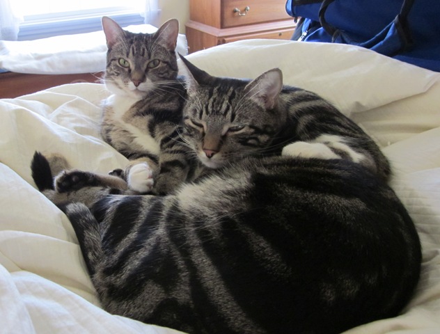 [kitties[2].jpg]
