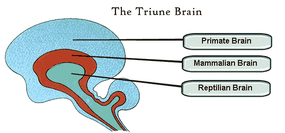 [triune_brain[3].gif]