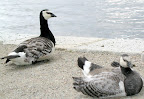stockholm_sweden-p1010671.jpg