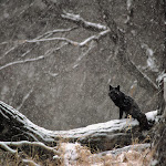 Black Phase Red Fox in Snowstorm.jpg