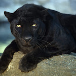 Black Leopard.jpg