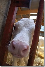 cow cow
