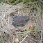 Common toad