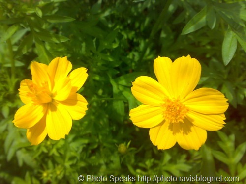 [yellow_flower[5].jpg]