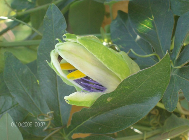 [01 - 10 - 2009 per_embe 026[2].jpg]