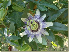 01 - 10 - 2009 perşembe 012