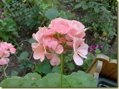 01 - 10 - 2009 perşembe 022