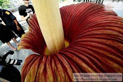 amorphophallus titanum seeds. amorphophallus titanum seeds.