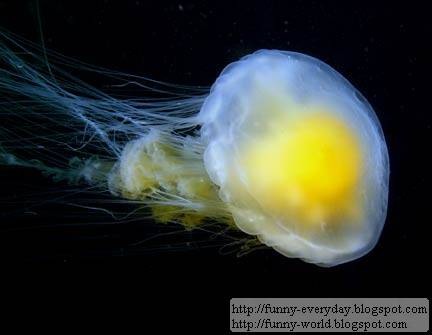 fried egg jellyfish (3)