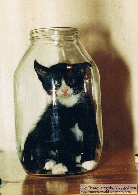 cat-in-bottle