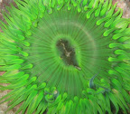 Green_Anenome