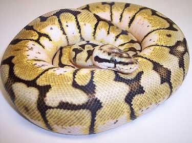 ball python health care and medical problems