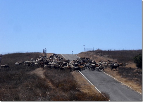goats crossing