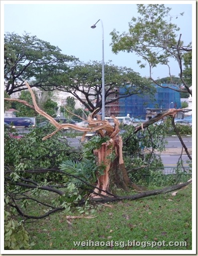 Mangled remains of a tree