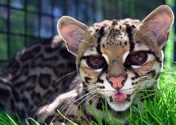 [margay-tiger-cat-8[2].jpg]