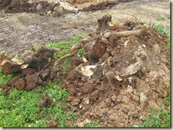 IMG_9594 IMG_9594