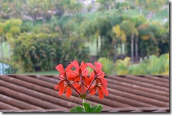 P1180100
