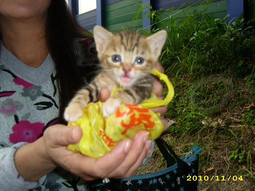 stray cat baby