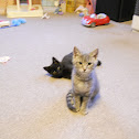 Black cat and Tiger Cat