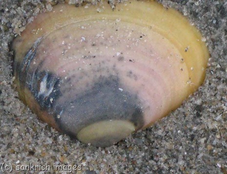 Sea Shell