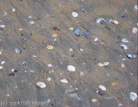 Sea Shells