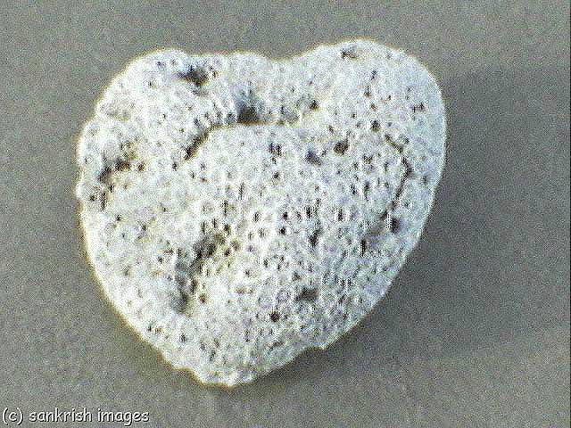 [Coral Heart[12].jpg]