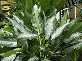  Aglaonema 