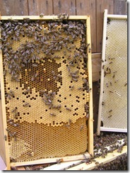 Rojení  a velikost včelstva 219