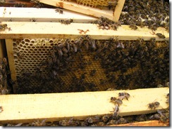 Rojení  a velikost včelstva 217