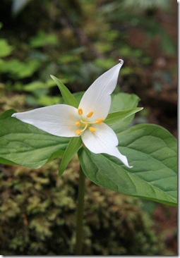 trillium
