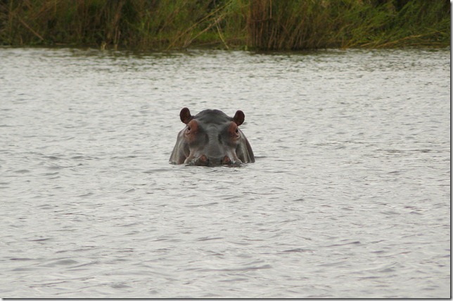 mk-on-teh-move-hippo