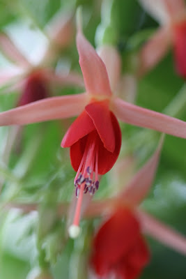 Fuchsia 5