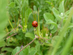 Close Up Nature