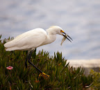 Heron