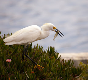 Heron