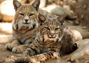 Bobcats