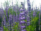 Lupine Thumbnail