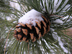 Winter Scene