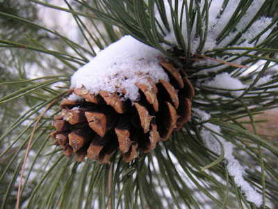Winter Scene