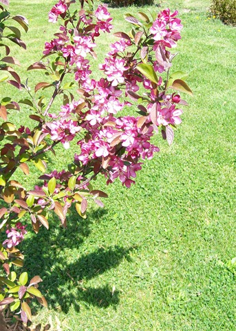 [Crab apple tree 002 (2)[3].jpg]