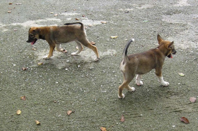 [Joan & Joey 2[5].jpg]