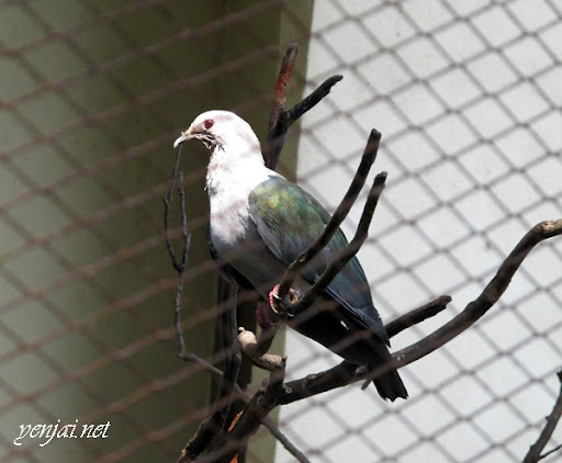 KL Bird Park