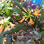 Fiona's Shade garden