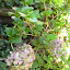 Hydrangea