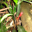 Bromeliad - ? Guzmania